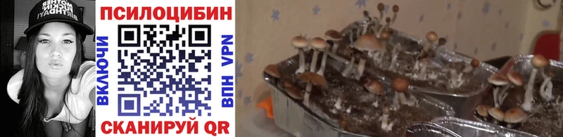 Псилоцибиновые грибы Psilocybine cubensis  Кохма 